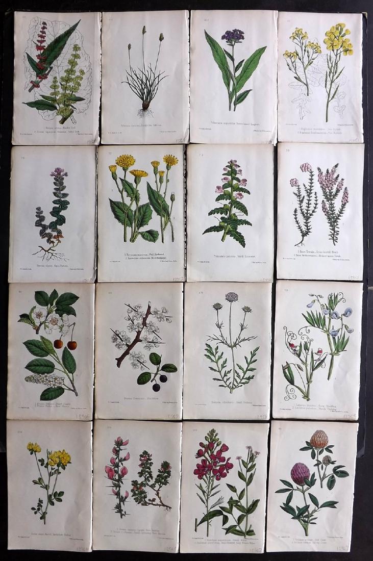 Hogg & Johnson C1870 Lot of 16 HCol Botanical Prints: Hand Coloured Lithographs Published 1863-1880, London for "The Wild Flowers of Great Britain" by Robert Hogg & George W. Johnson. Paper Size: 9 x 5.5 inch (23 x 14cm) Good Condition