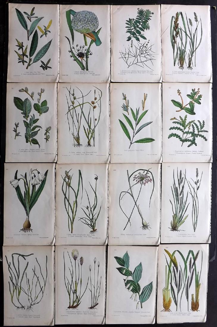 Hogg & Johnson C1870 Lot of 16 HCol Botanical Prints: Hand Coloured Lithographs Published 1863-1880, London for "The Wild Flowers of Great Britain" by Robert Hogg & George W. Johnson. Paper Size: 9 x 5.5 inch (23 x 14cm) Good Condition