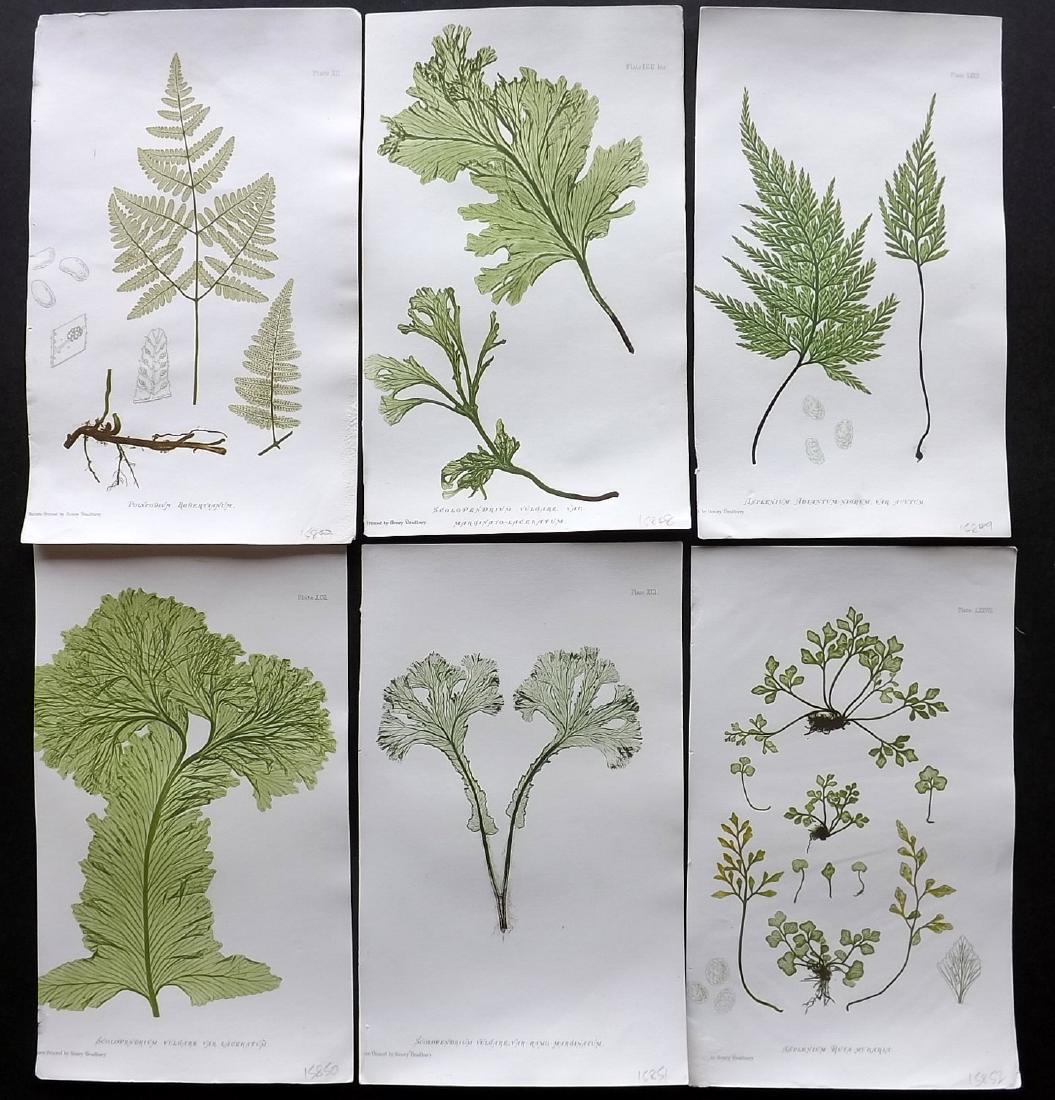 Moore, Thomas 1860 Lot of 6 Nature Printed Ferns (1 of 2)
