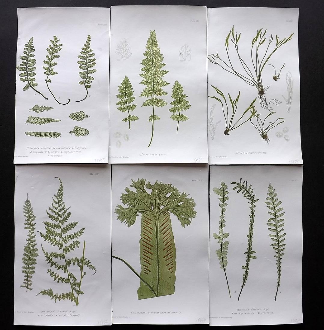 Moore, Thomas 1860 Lot of 6 Nature Printed Ferns (1 of 2)