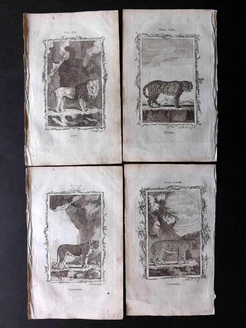 Buffon, Comte de 1785 Lot 4 Prints. Lion Tiger Panther (1 of 2)