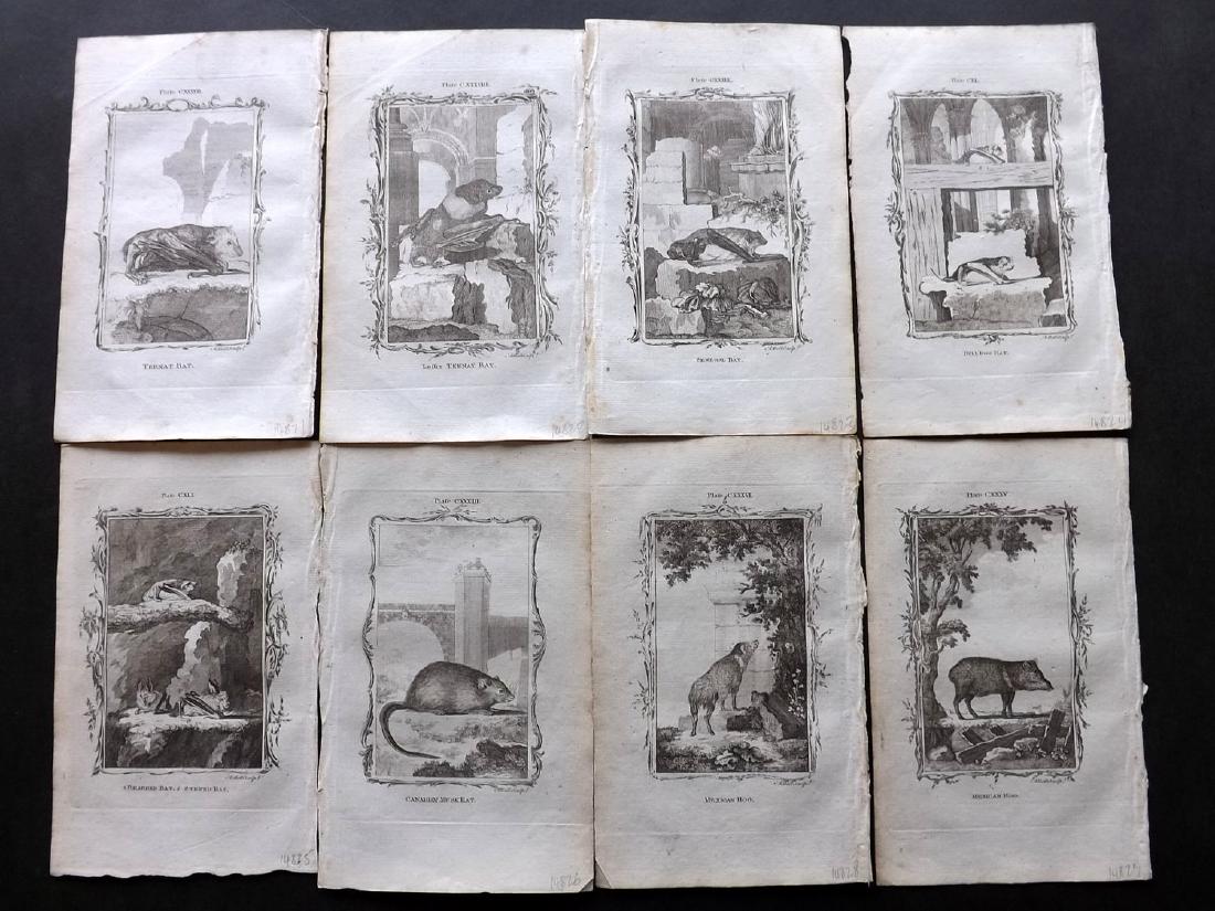 Buffon, Comte de 1785 Lot of 16 Natural History Prints: Copper Plates Published 1785, London for "Natural History, General and Particular" by the Count de Buffon. Translated by William Smellie. Paper Size: 8 x 5 inch (21 x 13cm) Good Condition overall