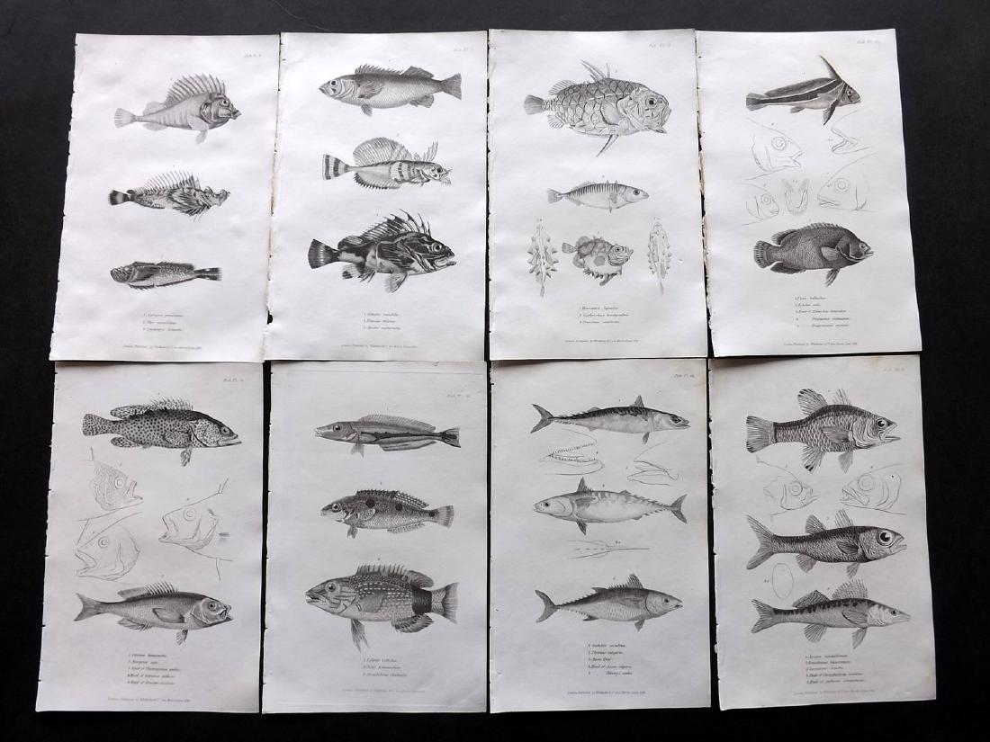 Cuvier, Baron C1830 Lot of 10 Prints. Fish (1 of 2)