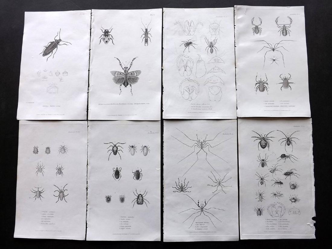 Cuvier, Baron C1830 Lot of 10 Prints. Insects, Spider (1 of 2)