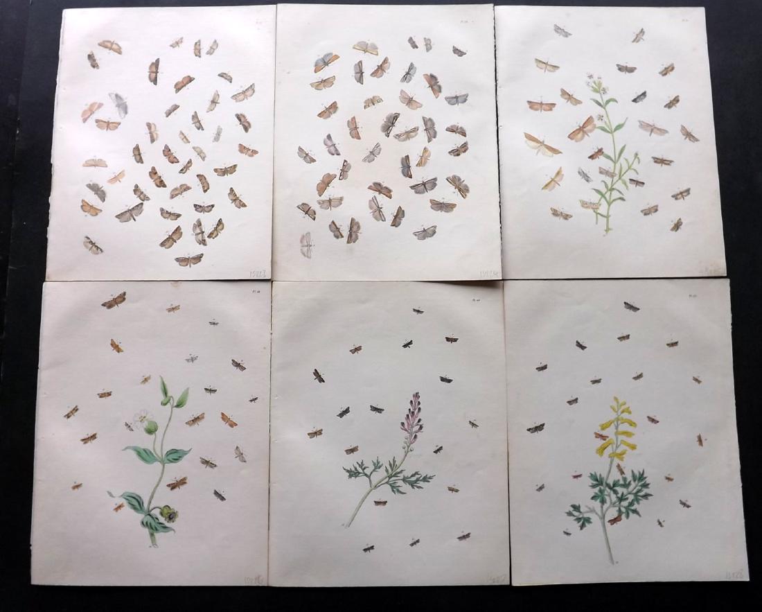 Humphreys & Westwood 1845 Lot of 6 HC Moth Prints: Hand Coloured Lithographs Published 1845, London for "British Moths and Their Transformations" by Henry Noel Humphreys & John Obadiah Westwood. Paper Size: 10.5 x 8 inch (27 x 21cm) Minor background t