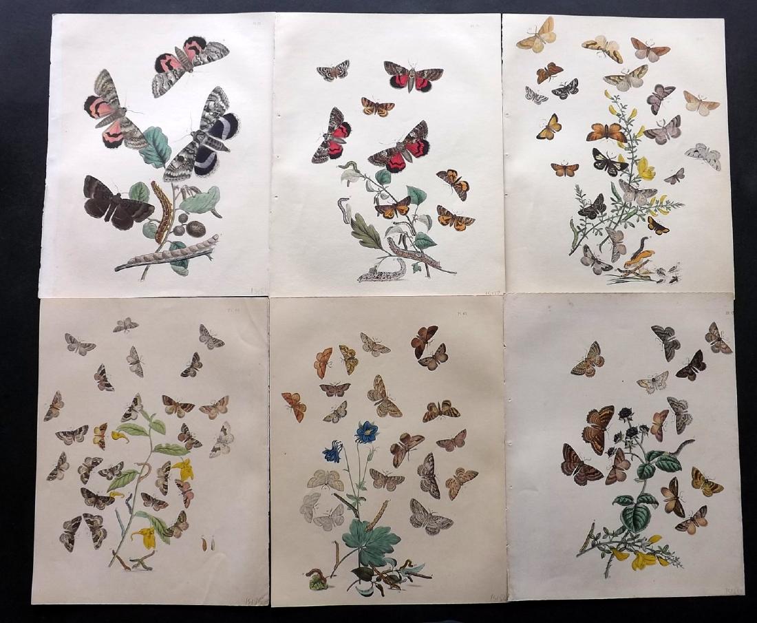 Humphreys & Westwood 1845 Lot of 6 HC Moth Prints: Hand Coloured Lithographs Published 1845, London for "British Moths and Their Transformations" by Henry Noel Humphreys & John Obadiah Westwood. Paper Size: 10.5 x 8 inch (27 x 21cm) Minor background t