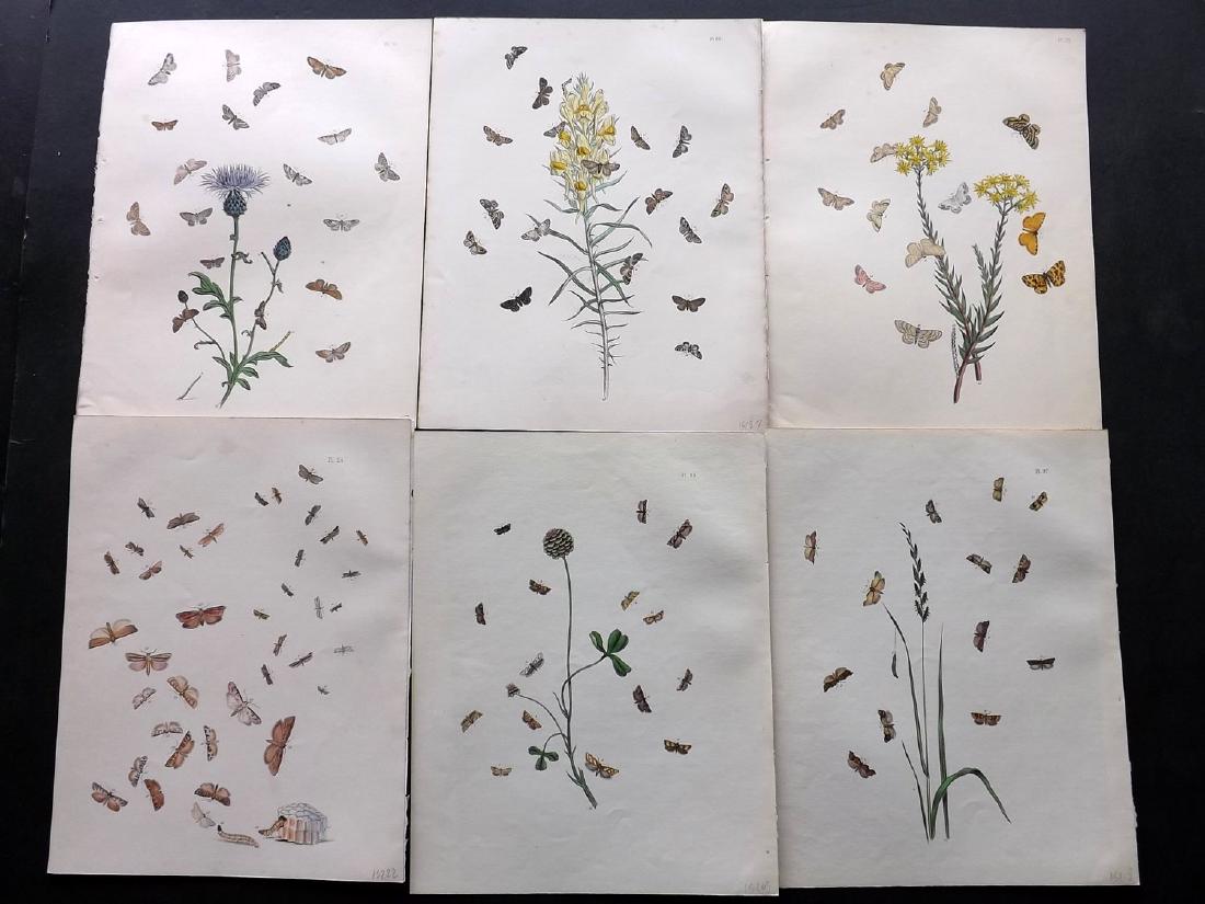 Humphreys & Westwood 1845 Lot of 6 HC Moth Prints: Hand Coloured Lithographs Published 1845, London for "British Moths and Their Transformations" by Henry Noel Humphreys & John Obadiah Westwood. Paper Size: 10.5 x 8 inch (27 x 21cm) Minor background t