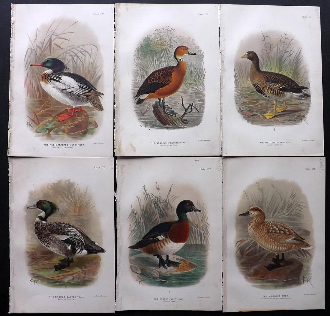 Keulemans & Baker Indian Ducks 1908 Lot 6 Bird Prints (1 of 2)