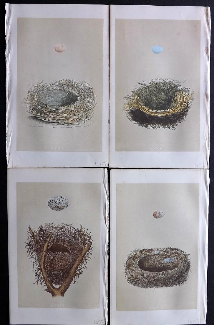 Morris, Francis 1864 Lot of 4 Bird Nest Prints: Woodblocks Published 1863-64, London for "A Natural History of the Nests and Eggs of British Birds" By the Rev. F. O. Morris, printed Benjamin Fawcett. Printed in colours and finished by hand. With ac