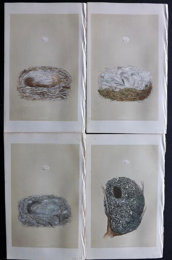 Morris, Francis 1864 Lot of 4 Bird Nest Prints: Woodblocks Published 1863-64, London for "A Natural History of the Nests and Eggs of British Birds" By the Rev. F. O. Morris, printed Benjamin Fawcett. Printed in colours and finished by hand. With ac