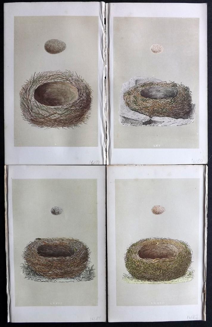 Morris, Francis 1864 Lot of 4 Bird Nest Prints: Woodblocks Published 1863-64, London for "A Natural History of the Nests and Eggs of British Birds" By the Rev. F. O. Morris, printed Benjamin Fawcett. Printed in colours and finished by hand. With ac