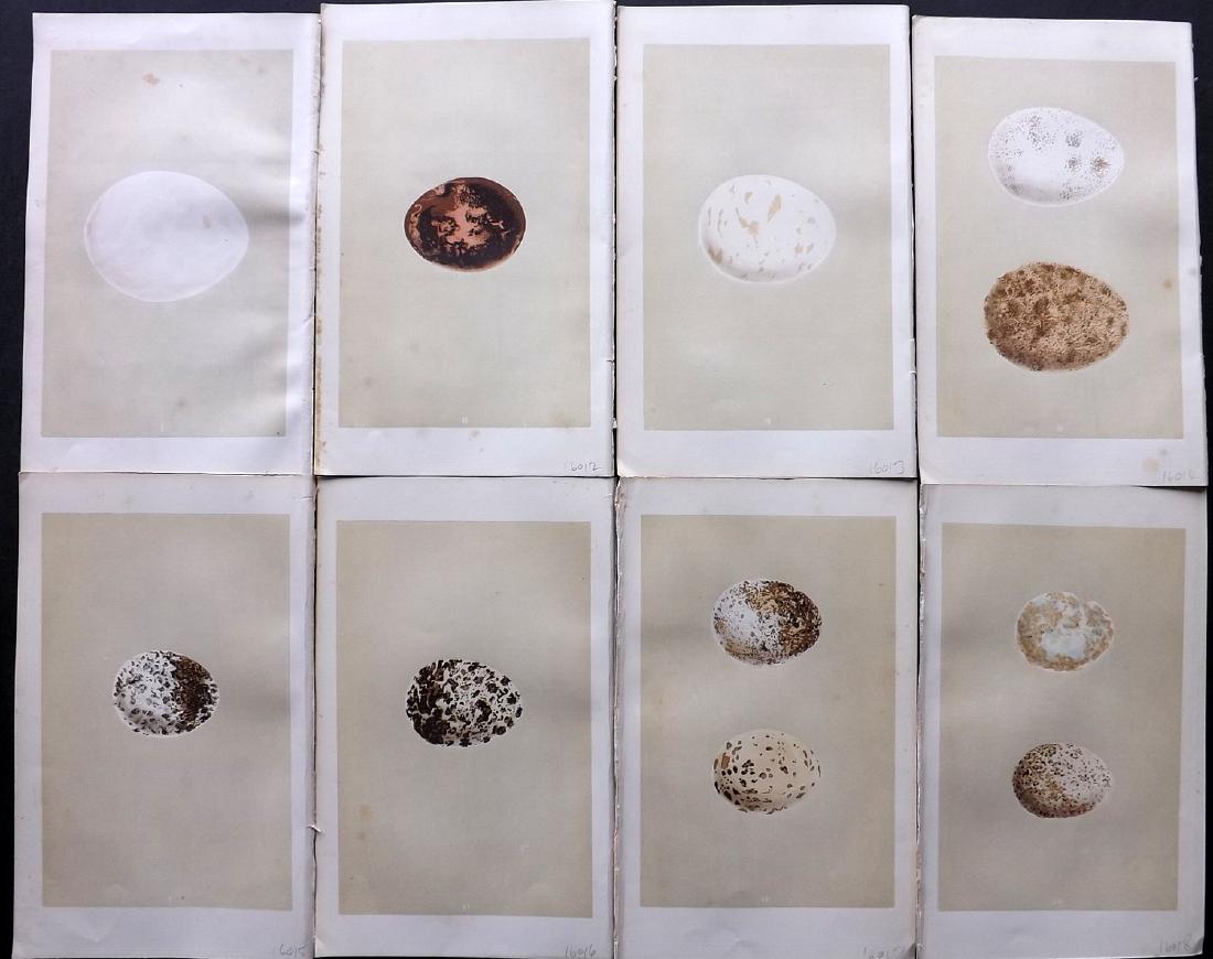 Morris, Francis 1864 Lot of 8 Bird Egg Prints: Woodblocks Published 1863-64, London for "A Natural History of the Nests and Eggs of British Birds" By the Rev. F. O. Morris, printed Benjamin Fawcett. Printed in colours and finished by hand. With ac
