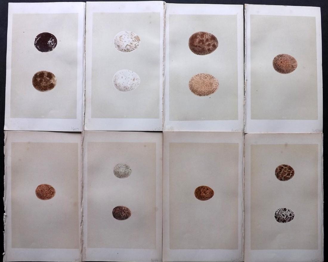 Morris, Francis 1864 Lot of 8 Bird Egg Prints: Woodblocks Published 1863-64, London for "A Natural History of the Nests and Eggs of British Birds" By the Rev. F. O. Morris, printed Benjamin Fawcett. Printed in colours and finished by hand. With ac