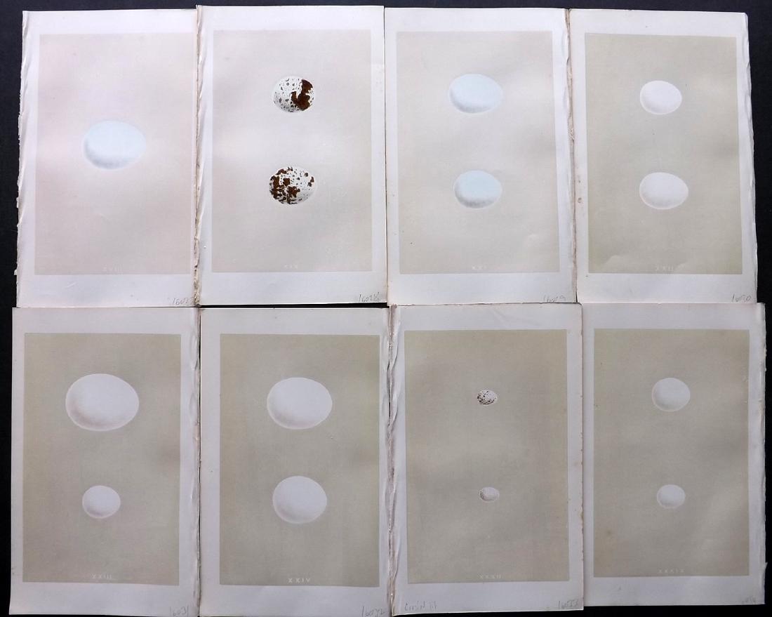 Morris, Francis 1864 Lot of 8 Bird Egg Prints: Woodblocks Published 1863-64, London for "A Natural History of the Nests and Eggs of British Birds" By the Rev. F. O. Morris, printed Benjamin Fawcett. Printed in colours and finished by hand. With ac