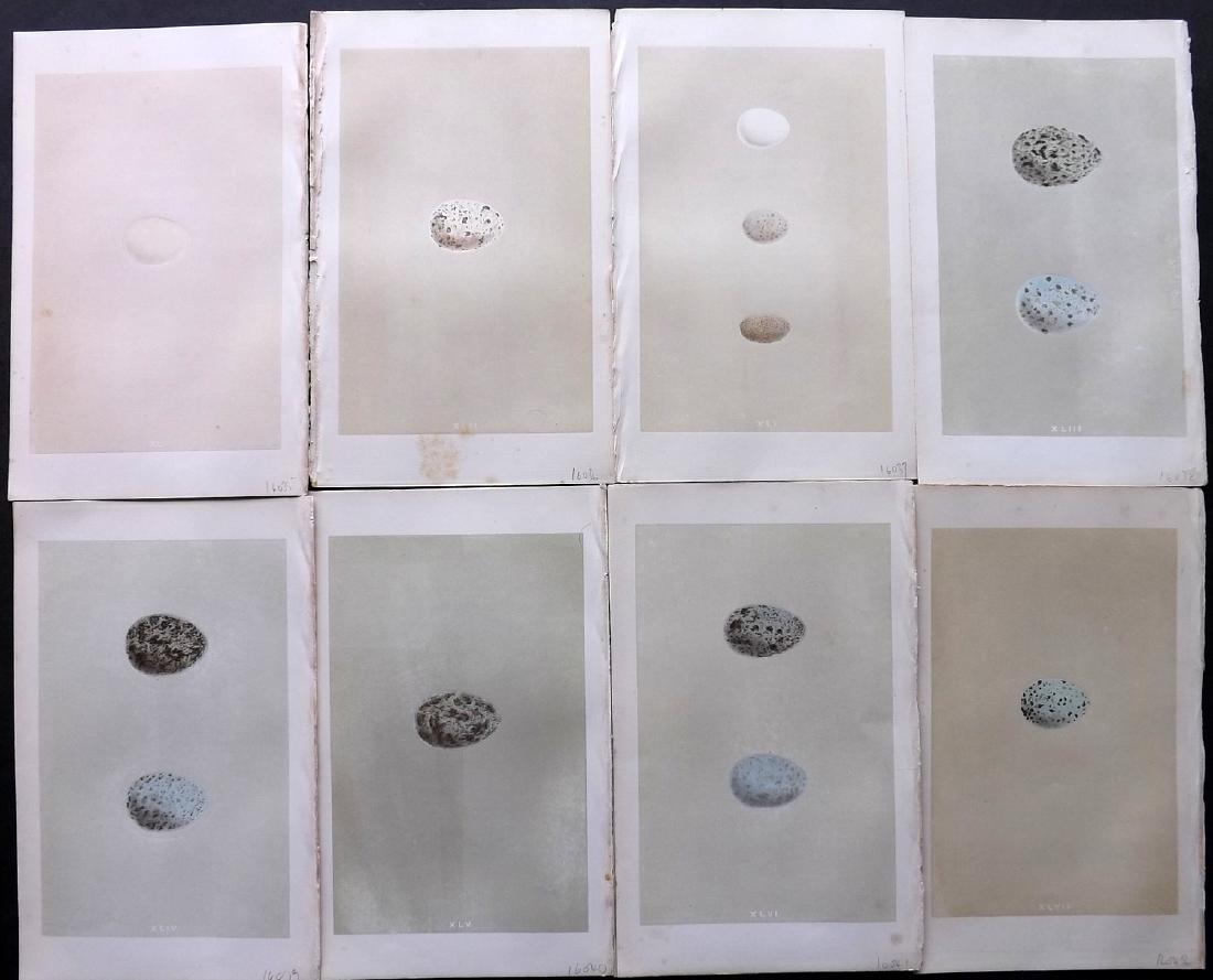 Morris, Francis 1864 Lot of 8 Bird Egg Prints: Woodblocks Published 1863-64, London for "A Natural History of the Nests and Eggs of British Birds" By the Rev. F. O. Morris, printed Benjamin Fawcett. Printed in colours and finished by hand. With ac