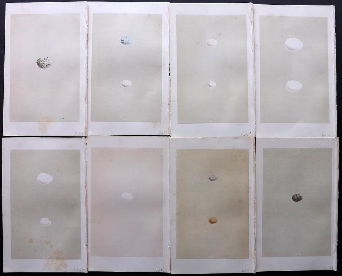 Morris, Francis 1864 Lot of 8 Bird Egg Prints: Woodblocks Published 1863-64, London for "A Natural History of the Nests and Eggs of British Birds" By the Rev. F. O. Morris, printed Benjamin Fawcett. Printed in colours and finished by hand. With ac