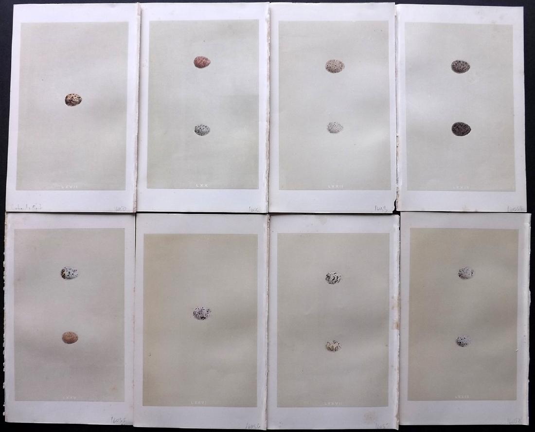 Morris, Francis 1864 Lot of 8 Bird Egg Prints: Woodblocks Published 1863-64, London for "A Natural History of the Nests and Eggs of British Birds" By the Rev. F. O. Morris, printed Benjamin Fawcett. Printed in colours and finished by hand. With ac