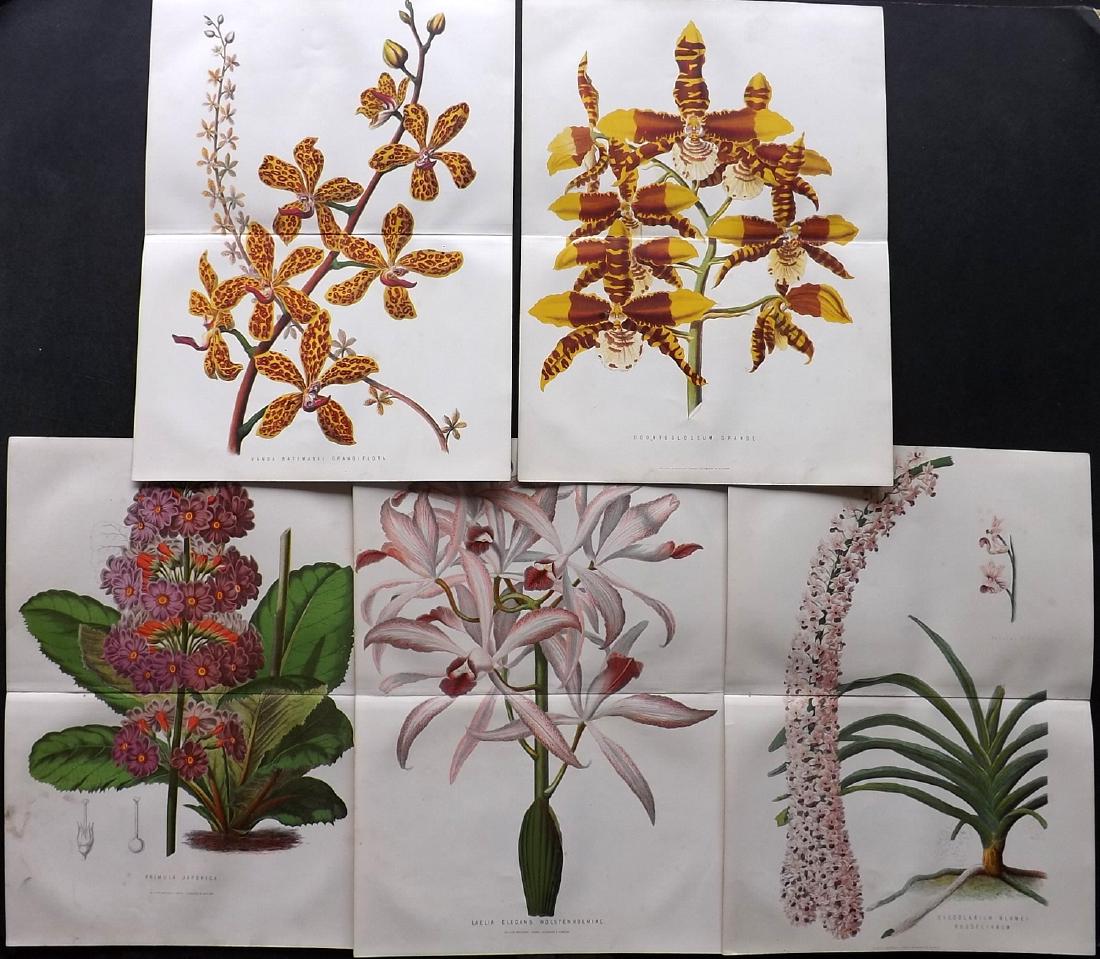 Anderson, James 1871 Lot of 5 Double Botanical Prints (1 of 2)