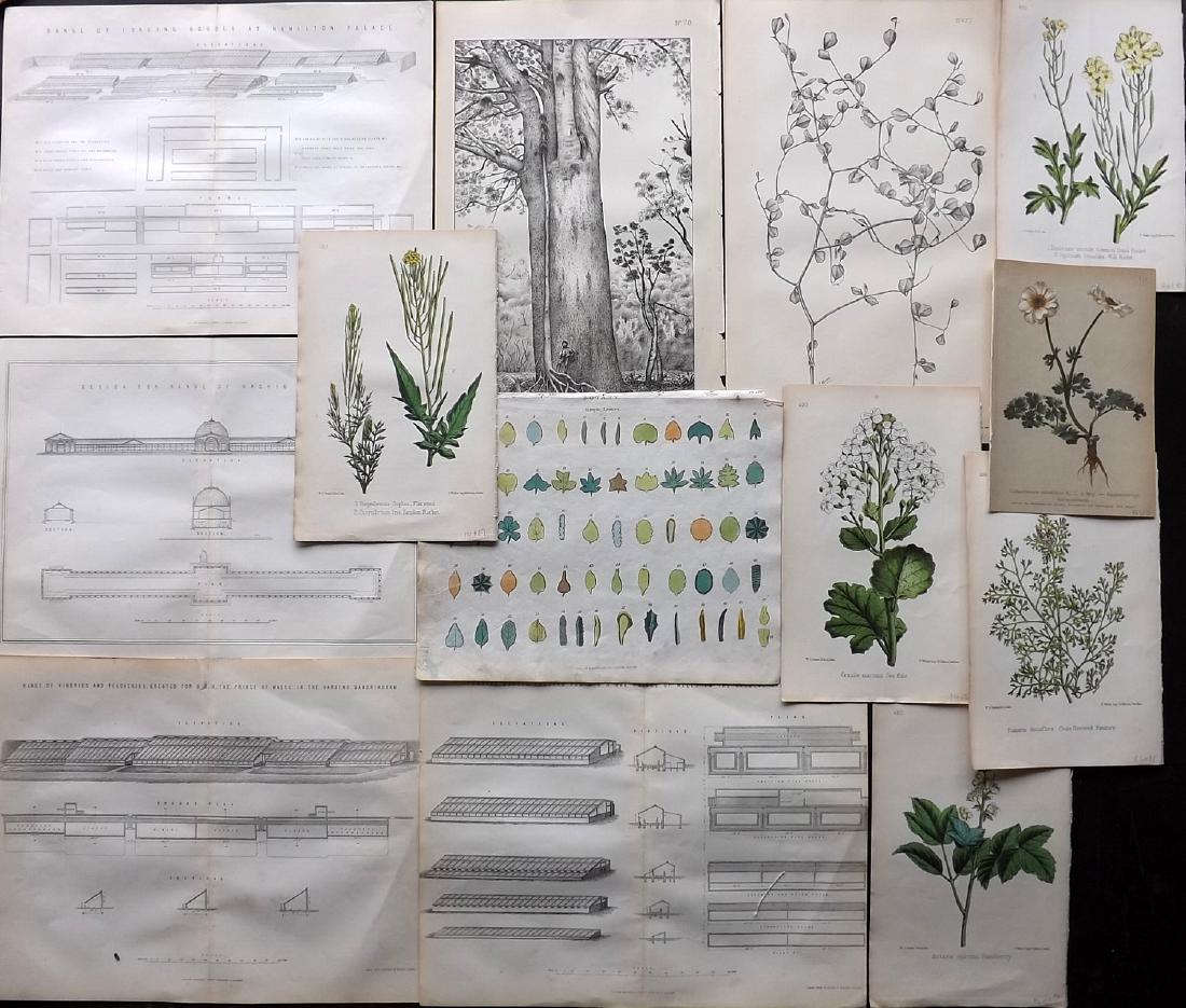 Botanical & Horticulture 19th Cent Lot of 14 Prints (1 of 3)