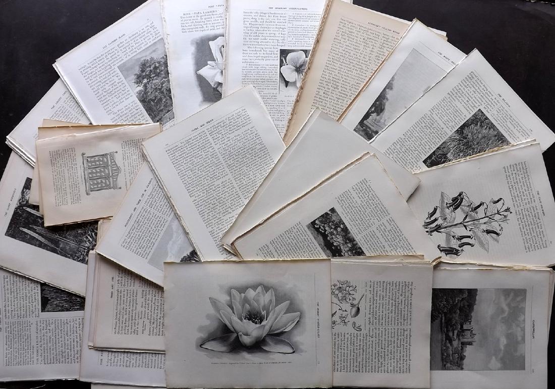Botanical 1903 Lot of 150 Illustrated Sheets: Lot of approx 150 Illustrated Sheets, Wood Engravings mostly from "Flora and Sylva" by William Robinson, 1903-05. Together with a few others from Anderson's Practical Gardener. Paper Size: Mostly 12.5