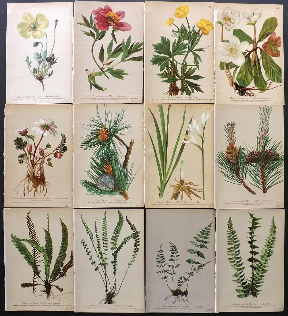 Hartinger, Anton 1897 Lot of 12 Botanical Prints (1 of 2)
