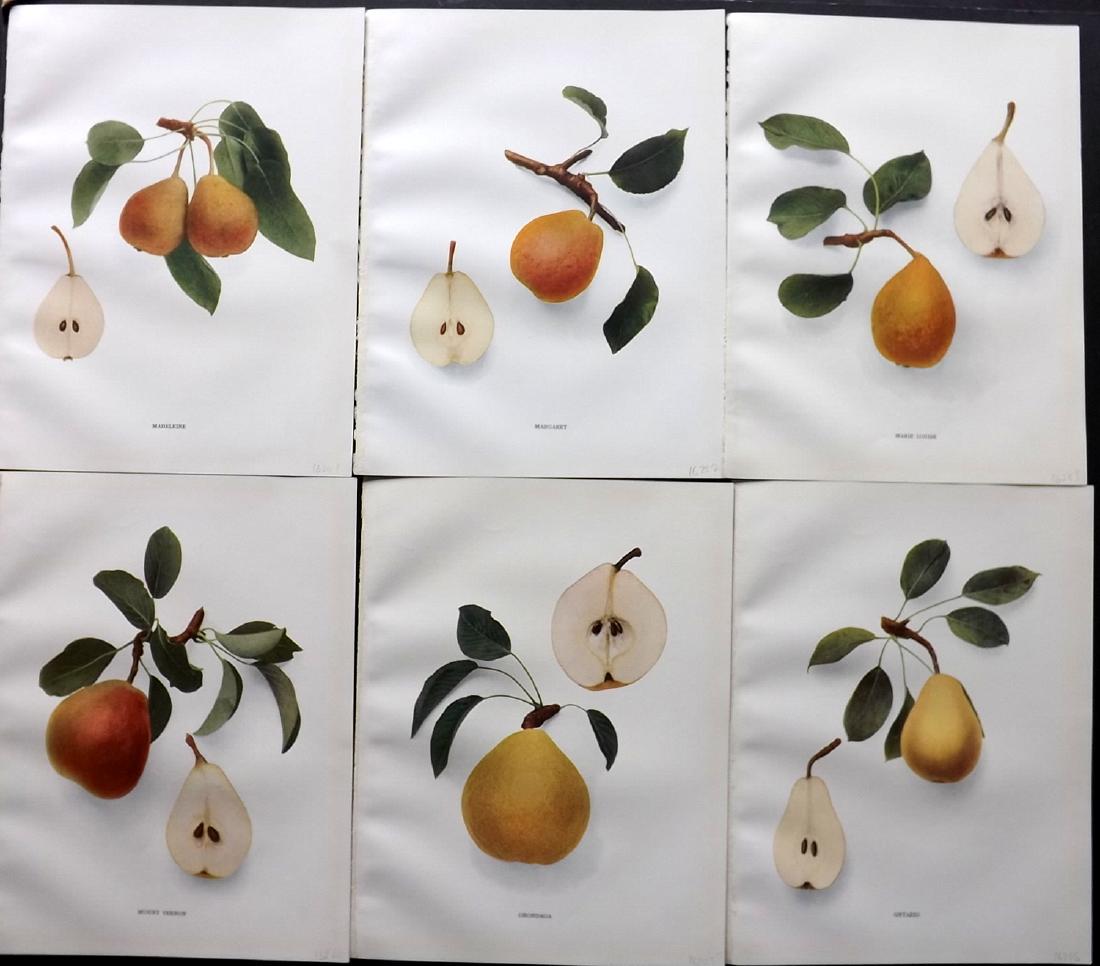 Hedrick, U. P. 1921 Fruit Prints (6) Pears of New York (1 of 2)