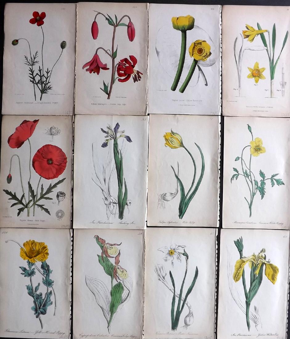 Hogg & Johnson C1870 Lot 12 HC Botanicals - TOP FLowers: All better Flowers. Poppys, Lily, Tulip, Lady's Slipper Orchid, Iris, and Daffodils. Hand Coloured Lithographs Published 1863-1880, London for "The Wild Flowers of Great Britain" by Robert Hogg & Geor
