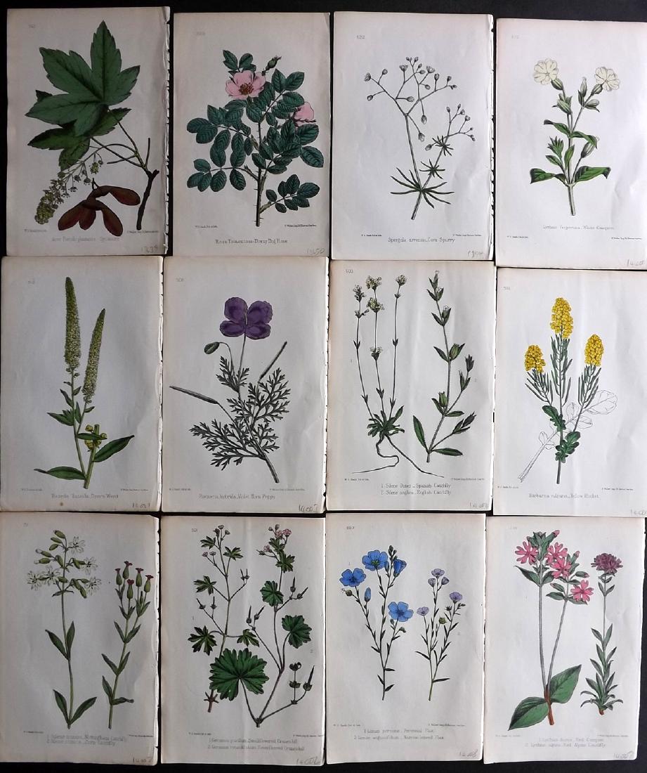 Hogg & Johnson C1870 Lot of 12 HCol Botanical Prints: Hand Coloured Lithographs Published 1863-1880, London for "The Wild Flowers of Great Britain" by Robert Hogg & George W. Johnson. Paper Size: 9 x 5.5 inch (23 x 14cm) Good Condition