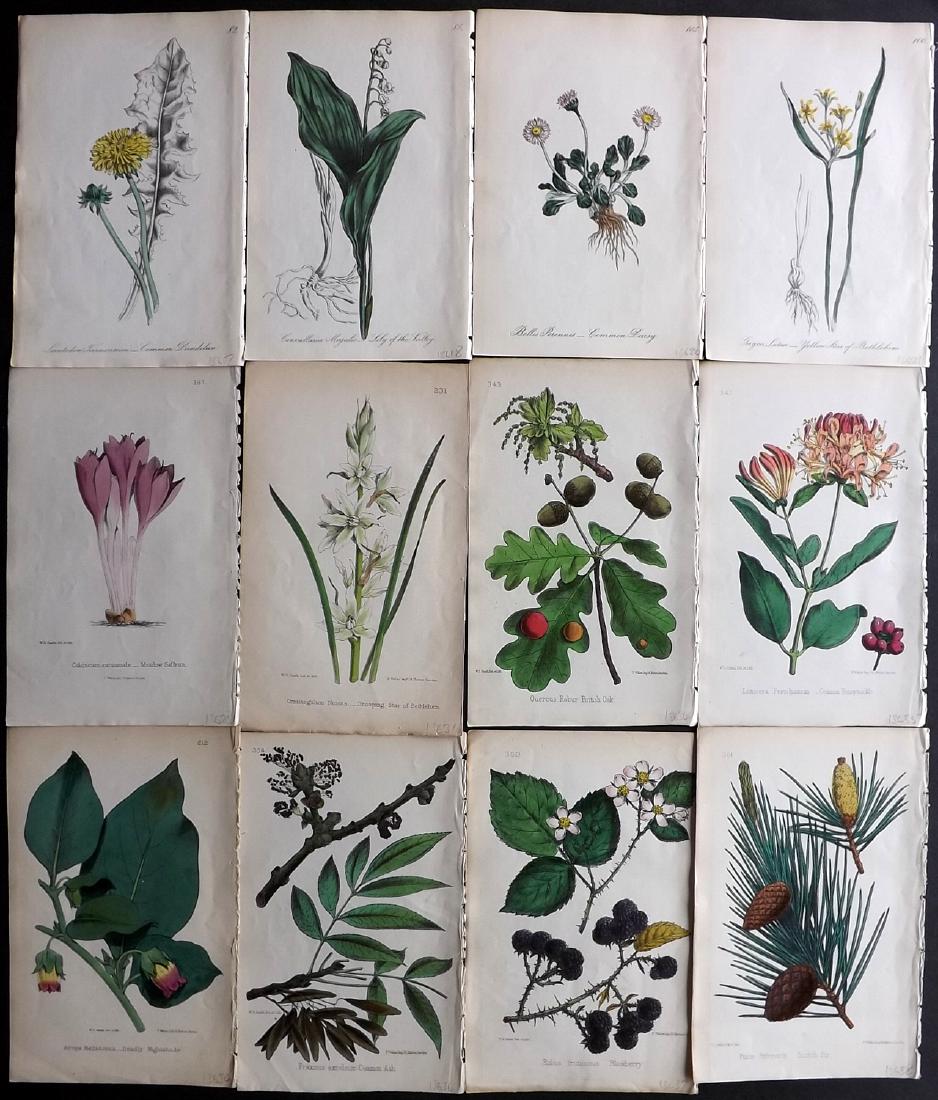 Hogg & Johnson C1870 Lot of 12 HCol Botanical Prints: Hand Coloured Lithographs Published 1863-1880, London for "The Wild Flowers of Great Britain" by Robert Hogg & George W. Johnson. Paper Size: 9 x 5.5 inch (23 x 14cm) Good Condition
