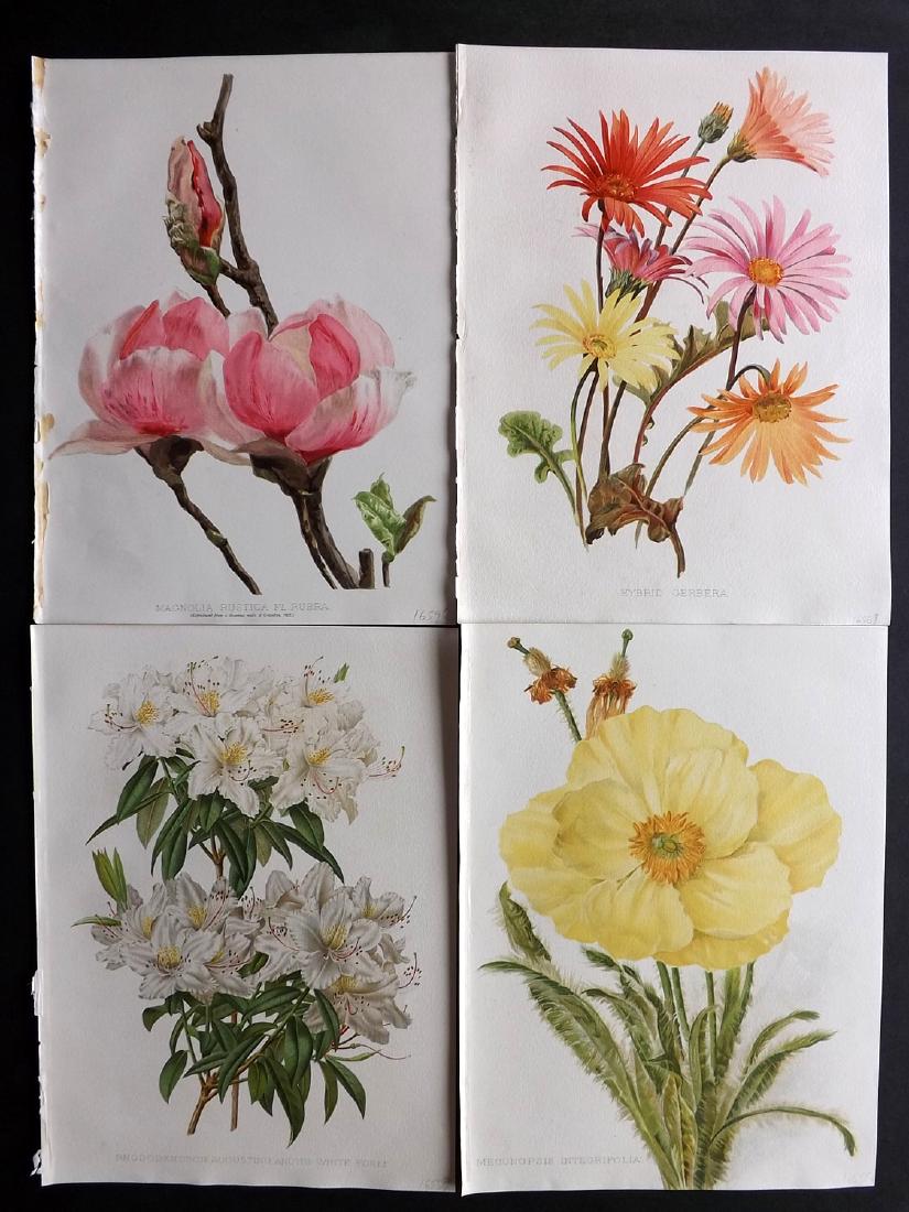 Moon, H. G. 1903 Lot of 4 Botanical Prints (1 of 2)