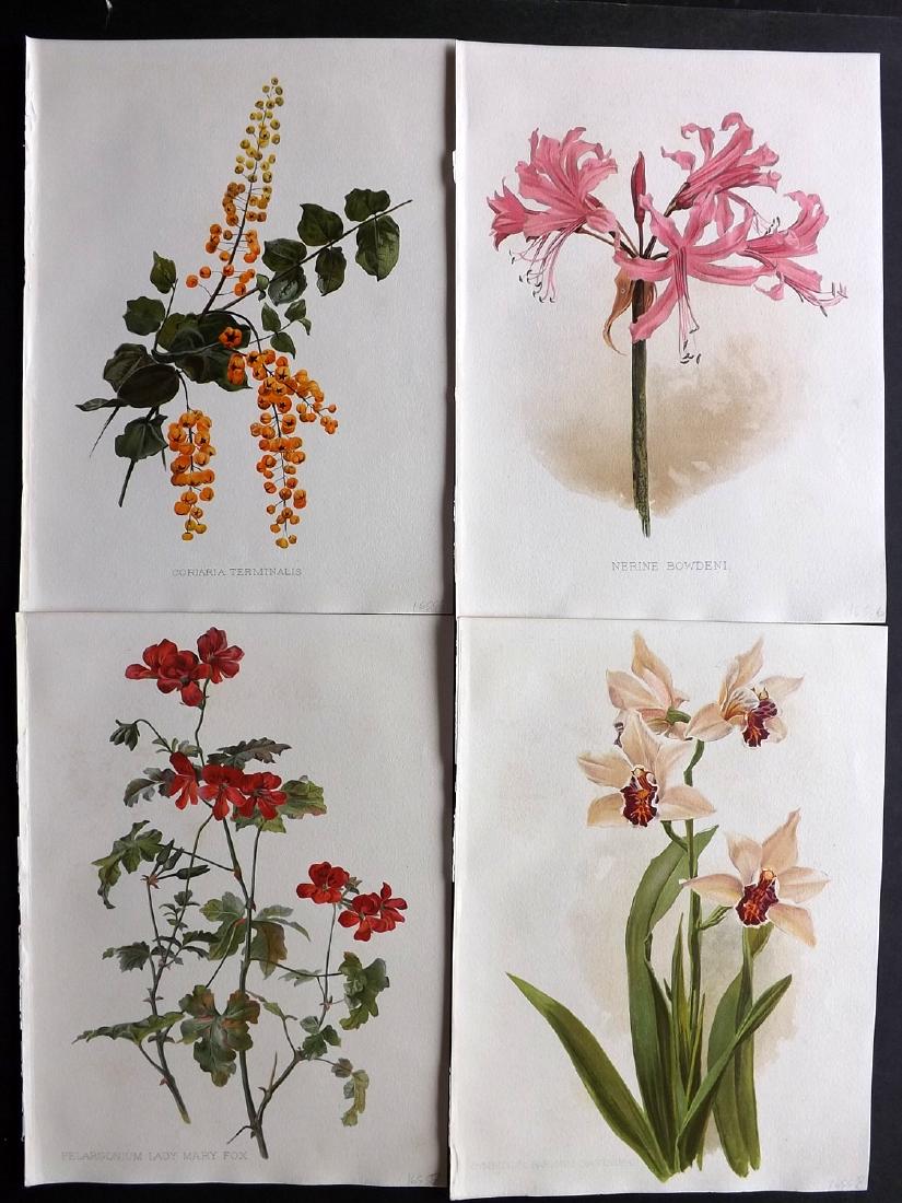 Moon, H. G. 1903 Lot of 4 Botanical Prints (1 of 2)