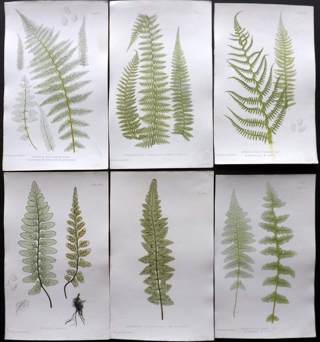Moore, Thomas 1860 Lot of 6 Nature Printed Ferns (1 of 2)