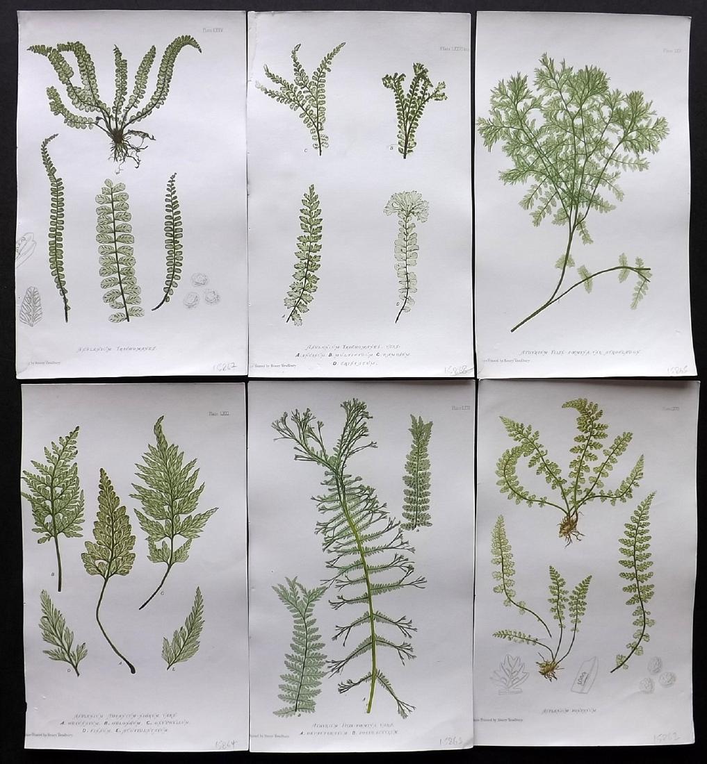 Moore, Thomas 1860 Lot of 6 Nature Printed Ferns (1 of 2)