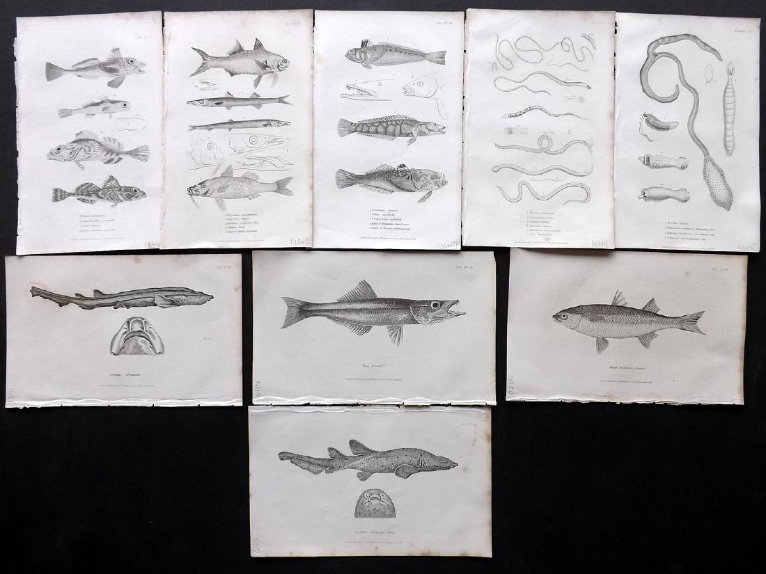 Cuvier, Baron C1830 Lot of 9 Prints. Fish (1 of 2)