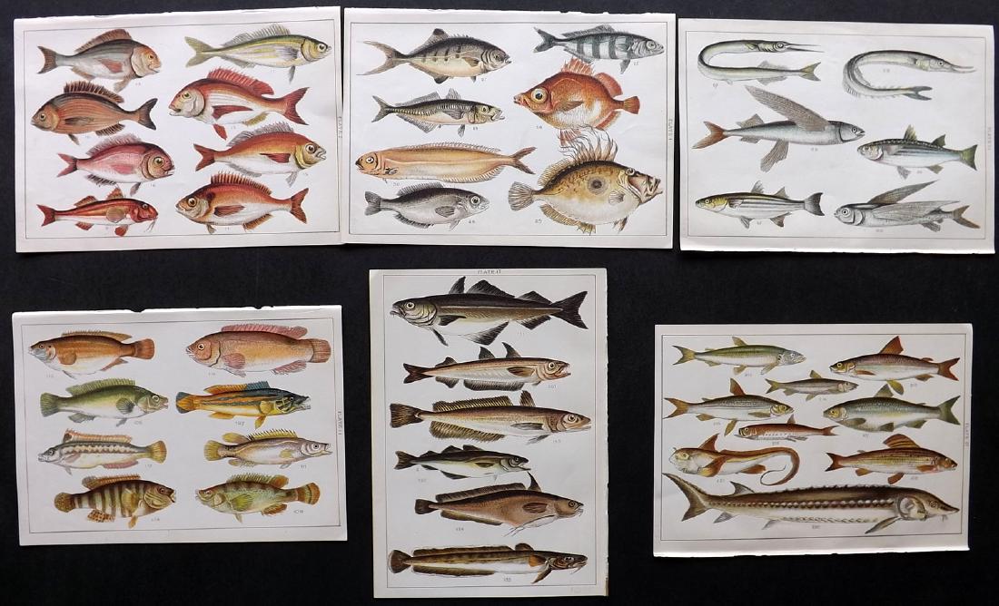 Gordon, W. J. C1900 Lot 6 Prints. Fish (1 of 2)