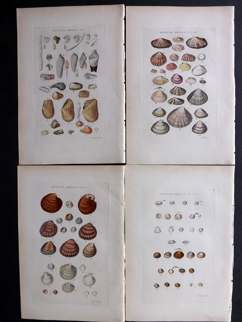Sowerby, George 1887 Lot of 4 Hand Col Shel Prints (1 of 2)