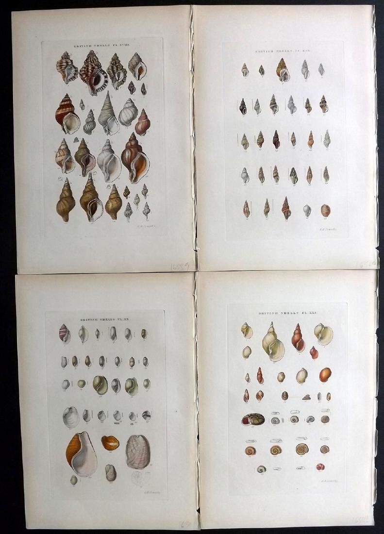 Sowerby, George 1887 Lot of 4 Hand Col Shel Prints (1 of 2)