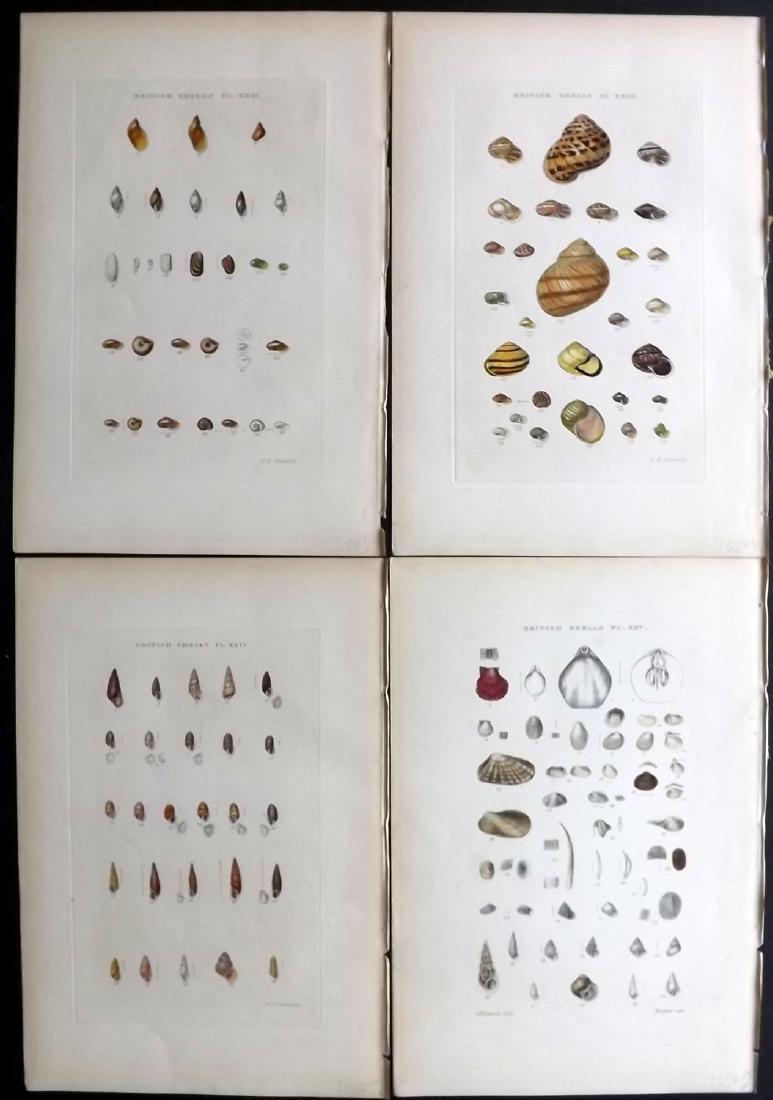 Sowerby, George 1887 Lot of 4 Hand Col Shel Prints (1 of 2)