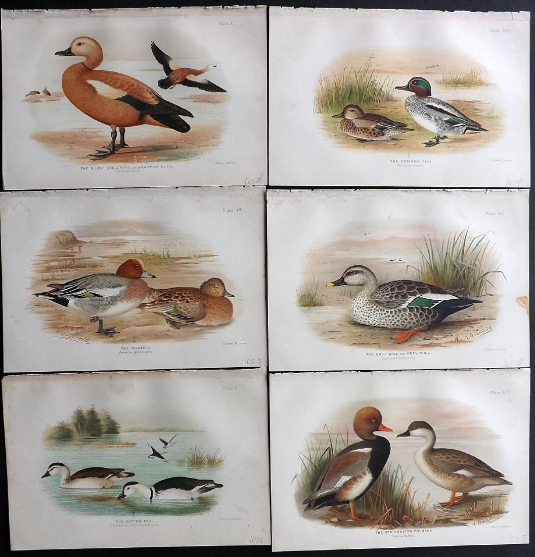 Gronvold & Baker Indian Ducks 1908 Lot 6 Bird Prints (1 of 2)