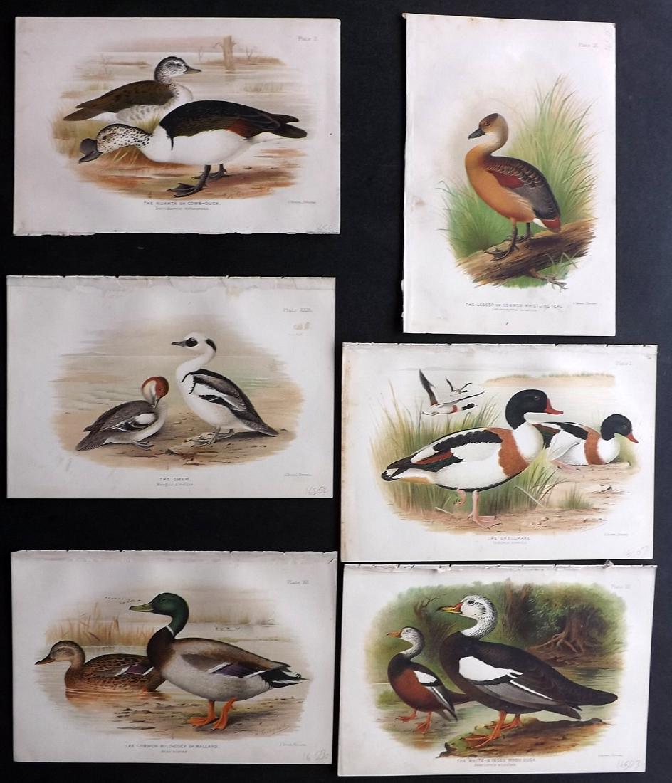 Gronvold & Baker Indian Ducks 1908 Lot 6 Bird Prints (1 of 2)