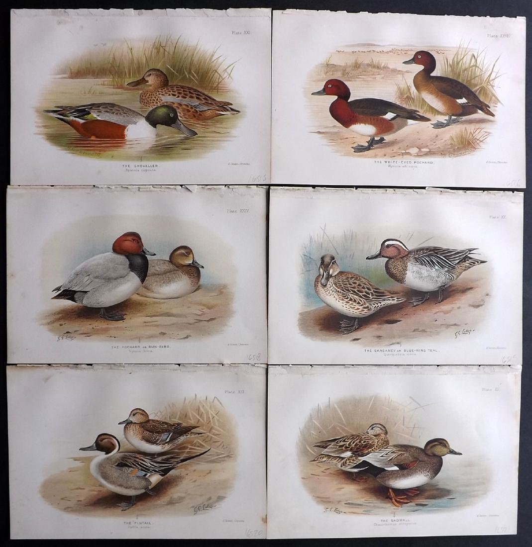 Gronvold, Lodge, Baker Indian Ducks 1908 Lot 6 Prints (1 of 2)
