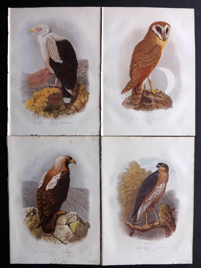 Jones, Thomas Rymer 1869 Lot 4 Print. Owl Eagle Hawk (1 of 2)