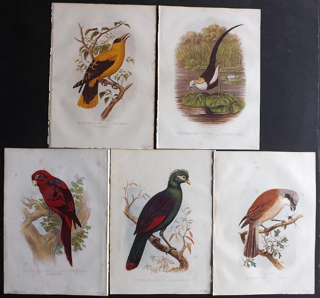Jones, Thomas Rymer 1869 Lot 5 Bird Prints. Parrot etc (1 of 2)