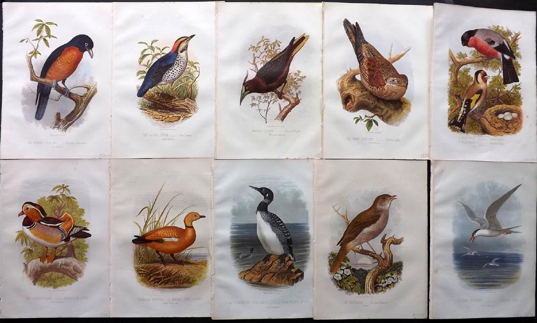 Jones, Thomas Rymer 1869 Lot of 10 Bird Prints (1 of 2)