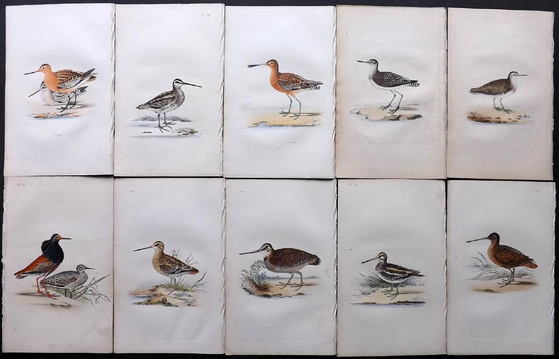 Meyer, Henry 1840's Lot of 10 Hand Col Birds Prints: Hand Coloured Lithographs Published 1842-50, London for "Coloured Illustrations of British Birds and Their Eggs" by Henry Leonard Meyer. Paper Size: 8.5 x 5 inch (22 x 13cm) Good Condition