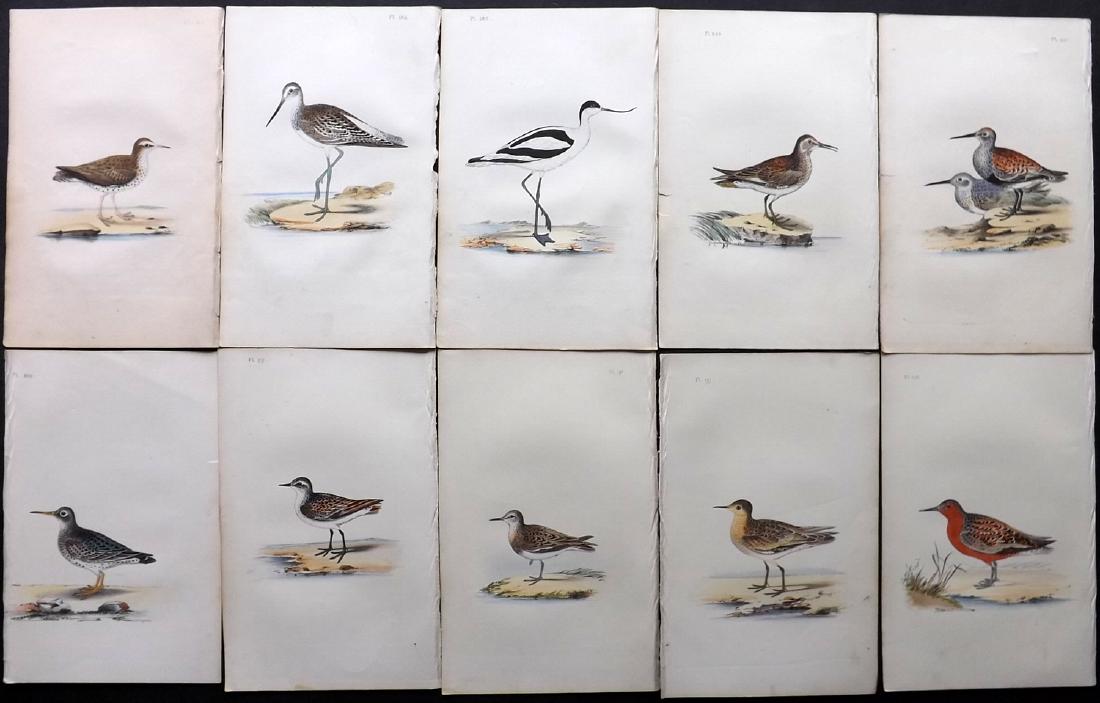 Meyer, Henry 1840's Lot of 10 Hand Col Birds Prints: Hand Coloured Lithographs Published 1842-50, London for "Coloured Illustrations of British Birds and Their Eggs" by Henry Leonard Meyer. Paper Size: 8.5 x 5 inch (22 x 13cm) Good Condition