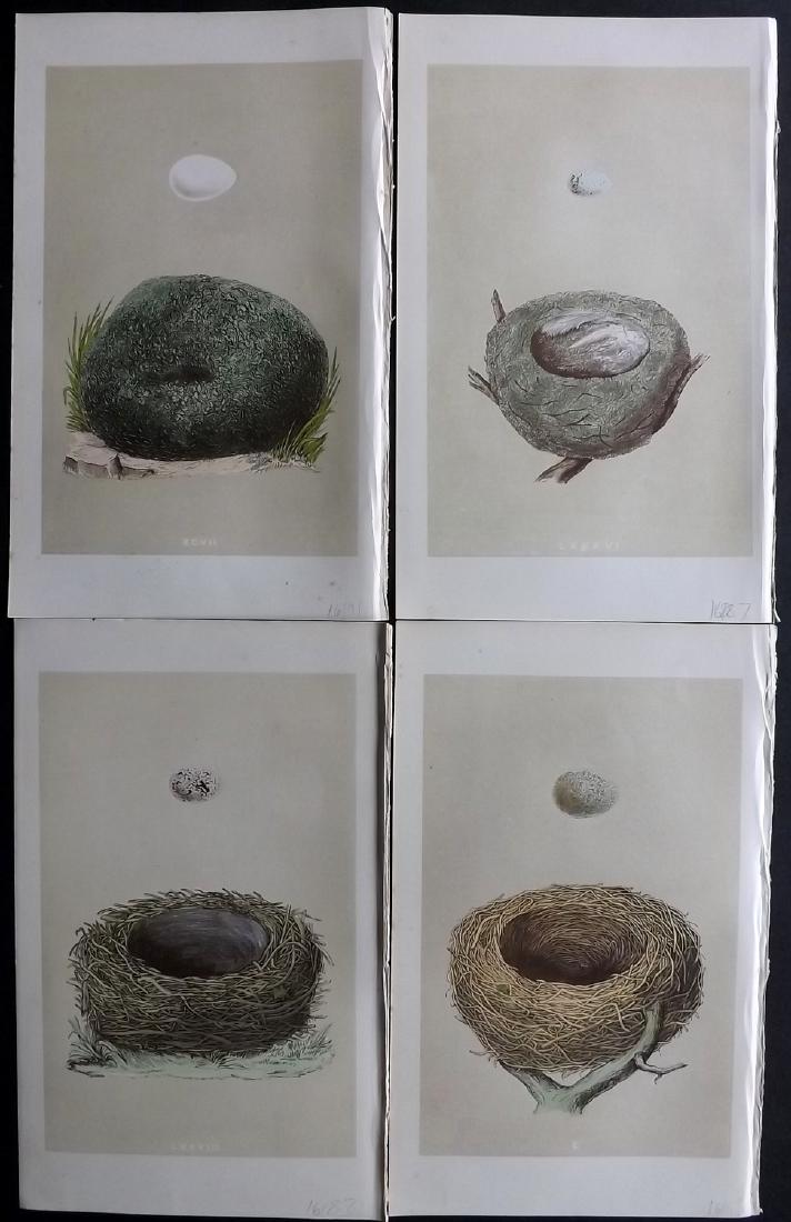 Morris, Francis 1864 Lot of 4 Bird Nest Prints: Woodblocks Published 1863-64, London for "A Natural History of the Nests and Eggs of British Birds" By the Rev. F. O. Morris, printed Benjamin Fawcett. Printed in colours and finished by hand. With ac
