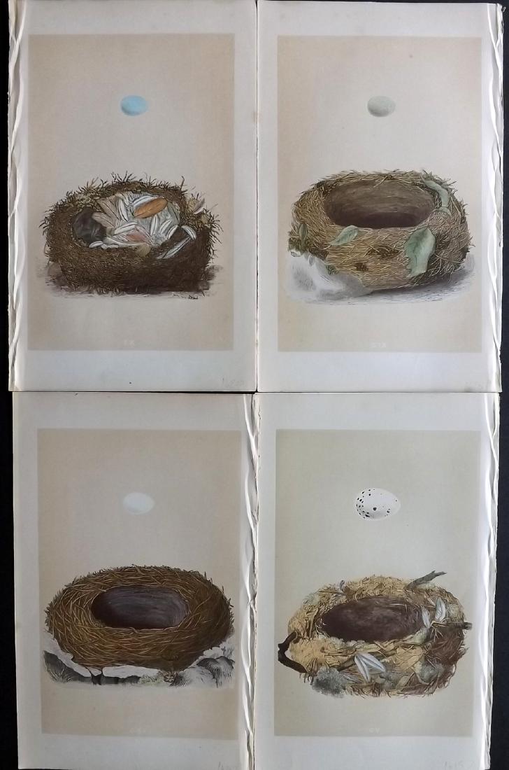 Morris, Francis 1864 Lot of 4 Bird Nest Prints: Woodblocks Published 1863-64, London for "A Natural History of the Nests and Eggs of British Birds" By the Rev. F. O. Morris, printed Benjamin Fawcett. Printed in colours and finished by hand. With ac