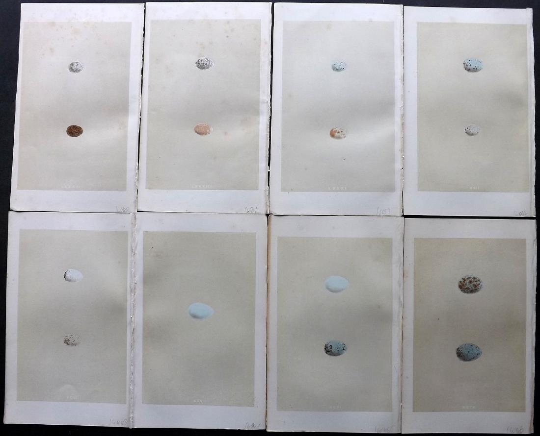 Morris, Francis 1864 Lot of 8 Bird Egg Prints: Woodblocks Published 1863-64, London for "A Natural History of the Nests and Eggs of British Birds" By the Rev. F. O. Morris, printed Benjamin Fawcett. Printed in colours and finished by hand. With ac