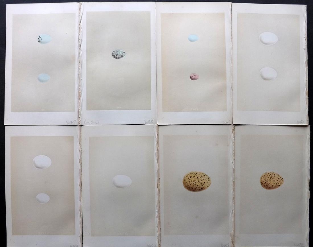Morris, Francis 1864 Lot of 8 Bird Egg Prints: Woodblocks Published 1863-64, London for "A Natural History of the Nests and Eggs of British Birds" By the Rev. F. O. Morris, printed Benjamin Fawcett. Printed in colours and finished by hand. With ac